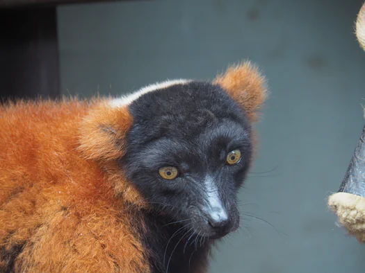Pairi Daiza (Brugelette, Belgium)